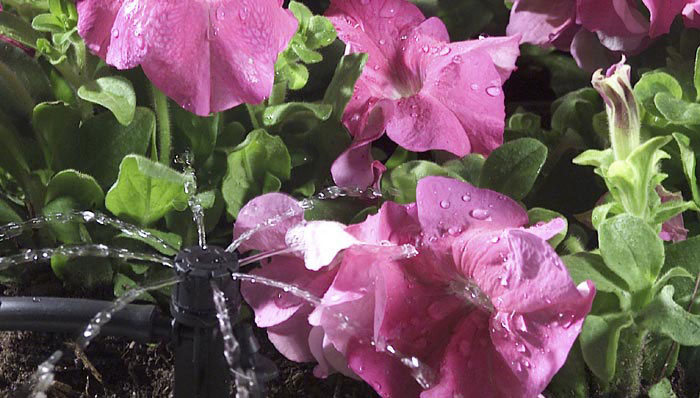 Drip Irrigation