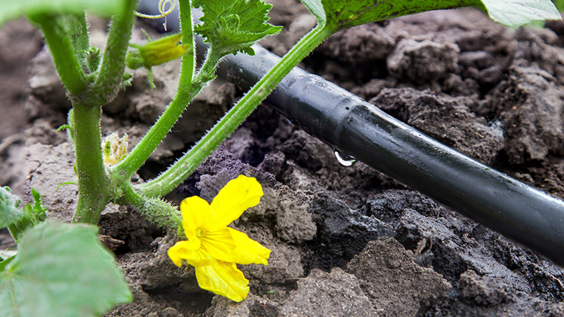 clovis drip irrigation clovis drip irrigation