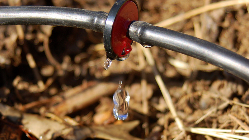 drip-irrigation-3 Clovis Drip Irrigation