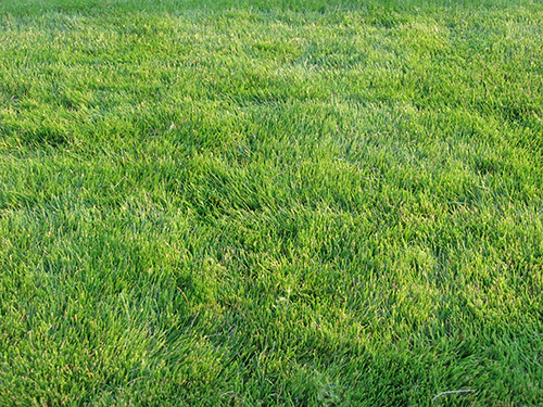 Zoysia grass