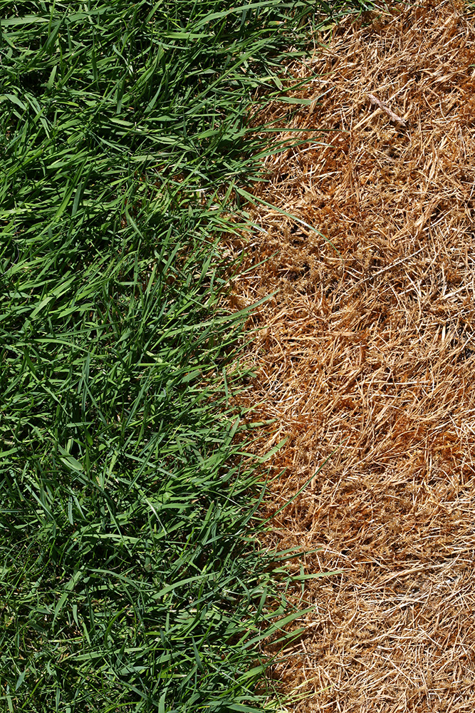 brown patches in your lawn