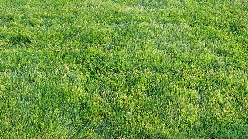 grass Best Lawn Variety For The Central Valley