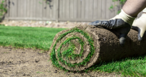 Tips for Maintaining New Sod