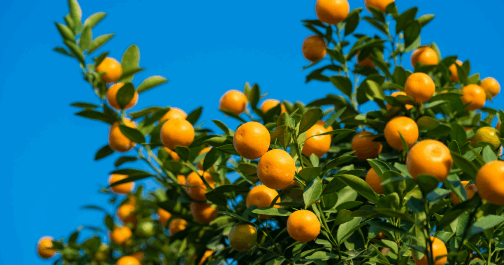 Best Fruit Trees for the Central Valley Mike's Evergreen Landscaping