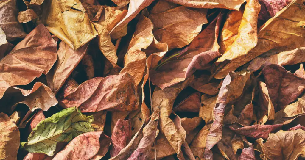 Are-Dead-Leaves-Harmful-to-Plants-and-Soil