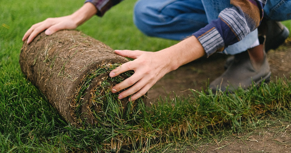 Maintaining New Sod