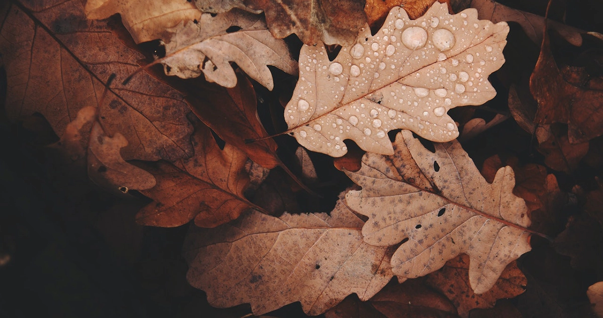 Landscaping in Fall