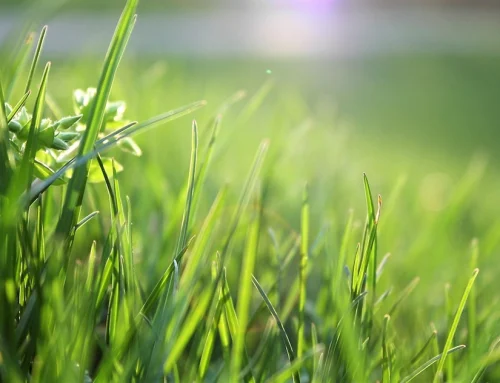 Best Lawn Variety for the Central Valley