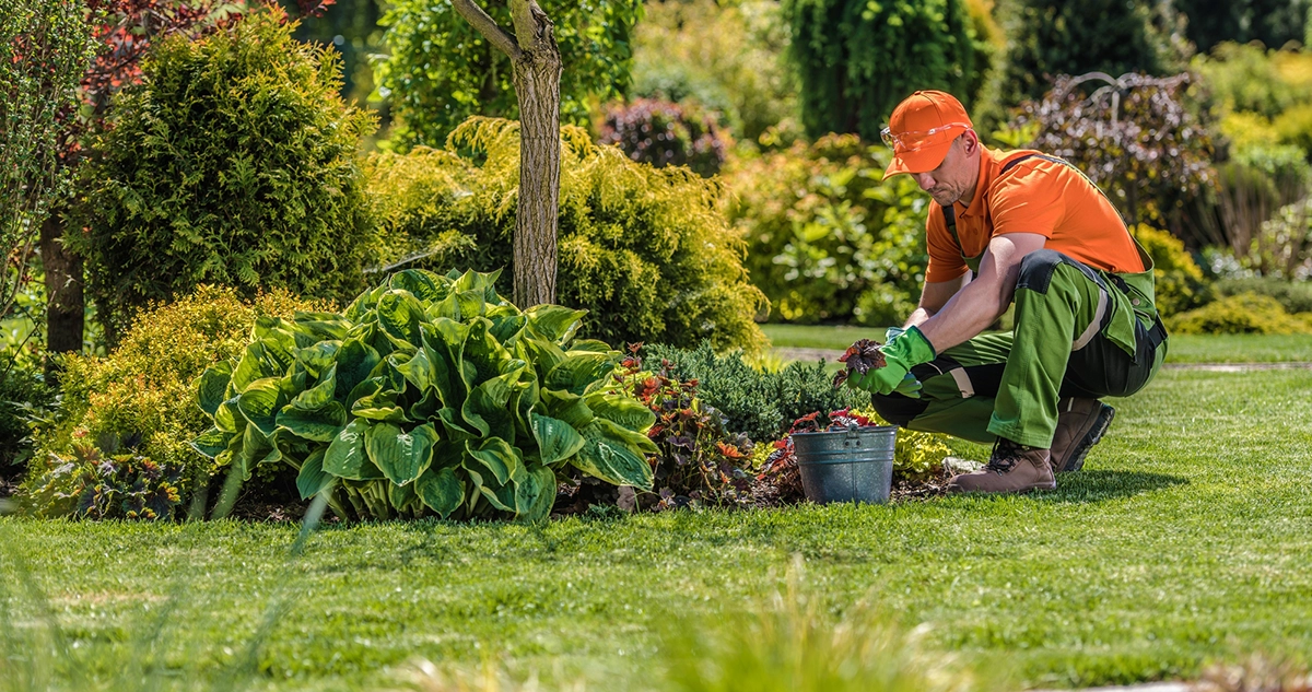 Tips for Choosing a Landscaper in Fresno - Man tending to flowers in a lush green yard.