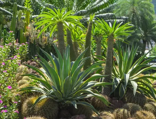 What is Xeriscape? (Hint: It’s Not an Alien Garden)