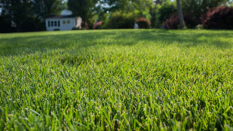 What Types of Grass Work Best for Fresno's Climate? close up of grass with home and other landscaping in background