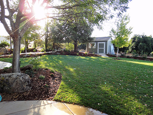 Best Places to Buy Trees for your Backyard in Fresno/Clovis - beautiful backyard with trees