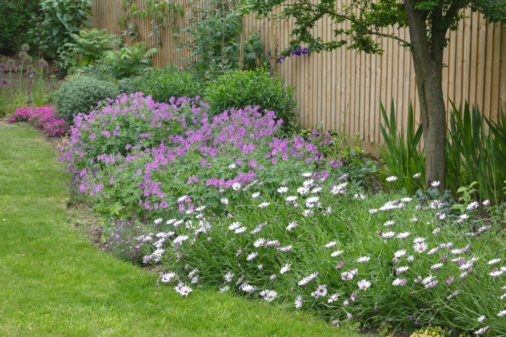 Best Time to Plant Flowers for Spring - purple and white flowers in garden flower bed in front of wood fence