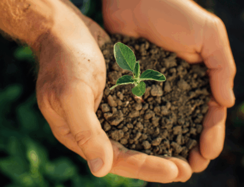 Understanding Central Valley Soil for Better Landscaping