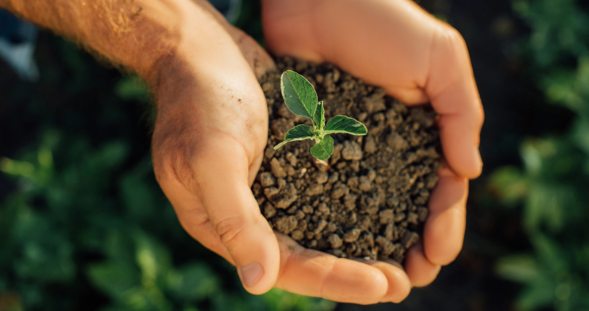 Understanding Soil Types The Foundation of Great Landscaping