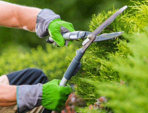 Best Landscaping Companies in Fresno: What to Look For