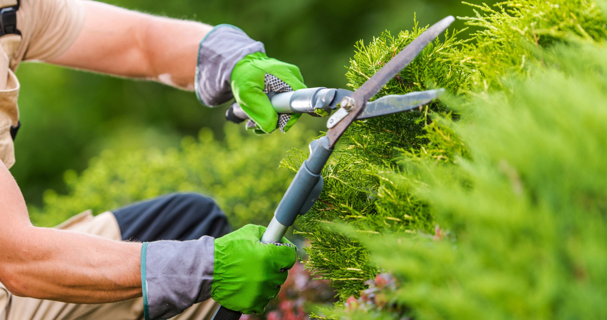 Best Landscaping Companies in Fresno: What to Look For