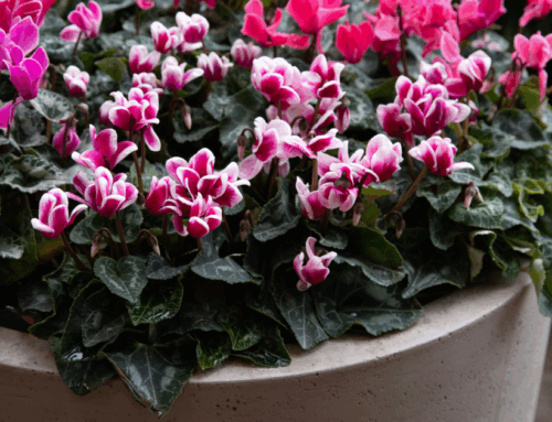 Winter Garden Design: Creating Year-Round Visual Interest