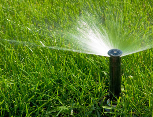 Protect Your Lawn and Plants from the Fresno Summer Heat