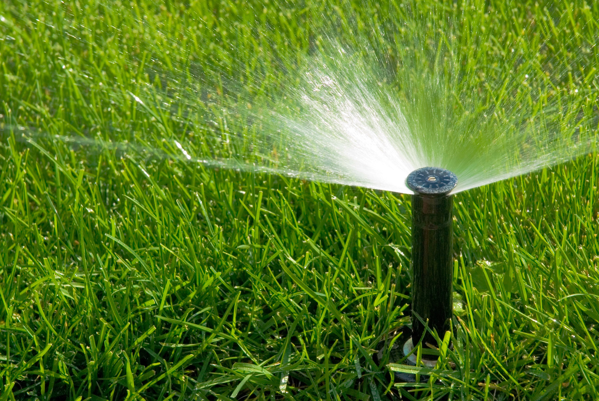 How to Protect Your Lawn and Plants from the Fresno Summer Heat